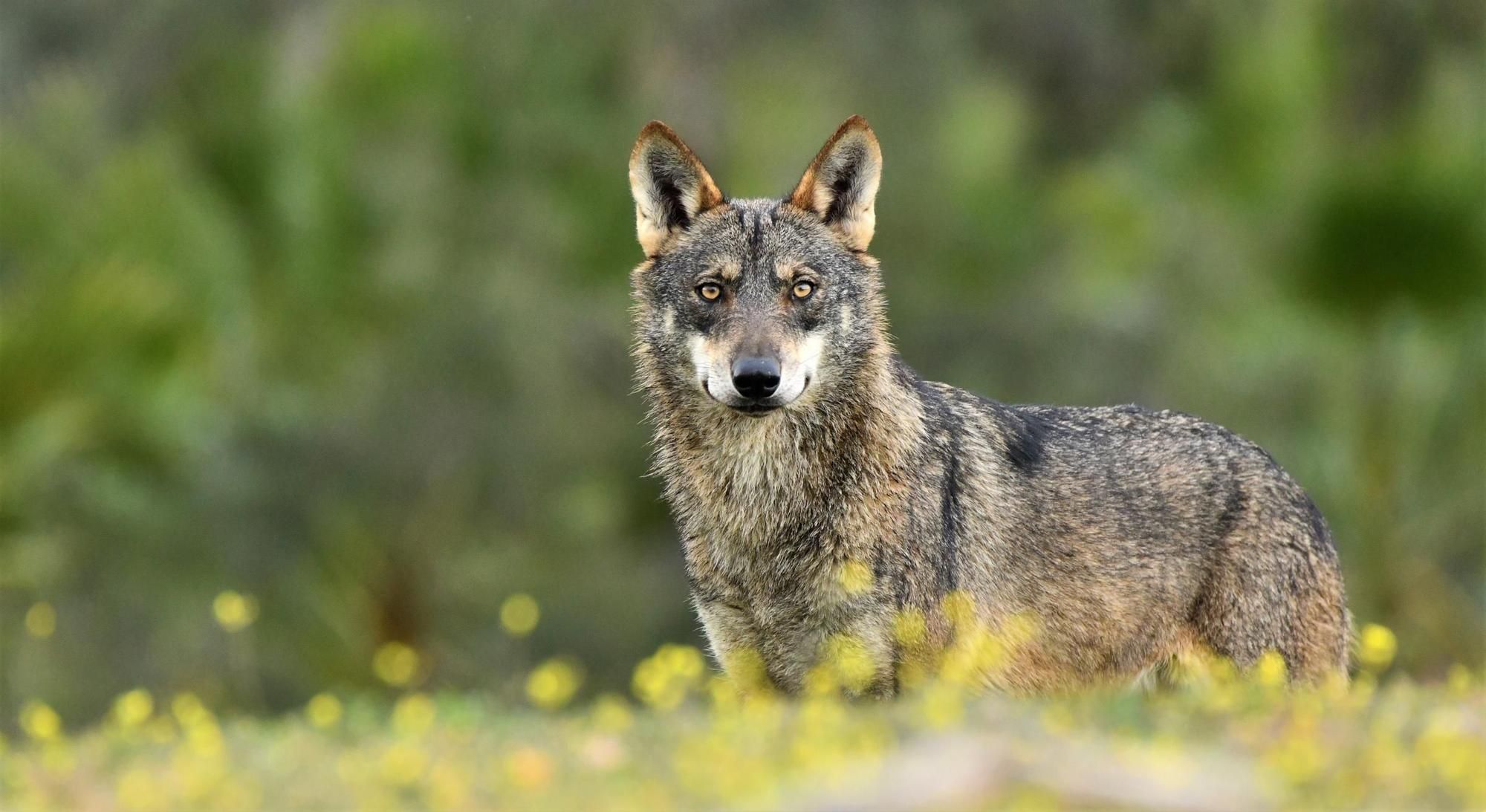 ENBA aplaude el cambio de estatus del lobo en la UE y pide al gobierno central su trasposición urgente