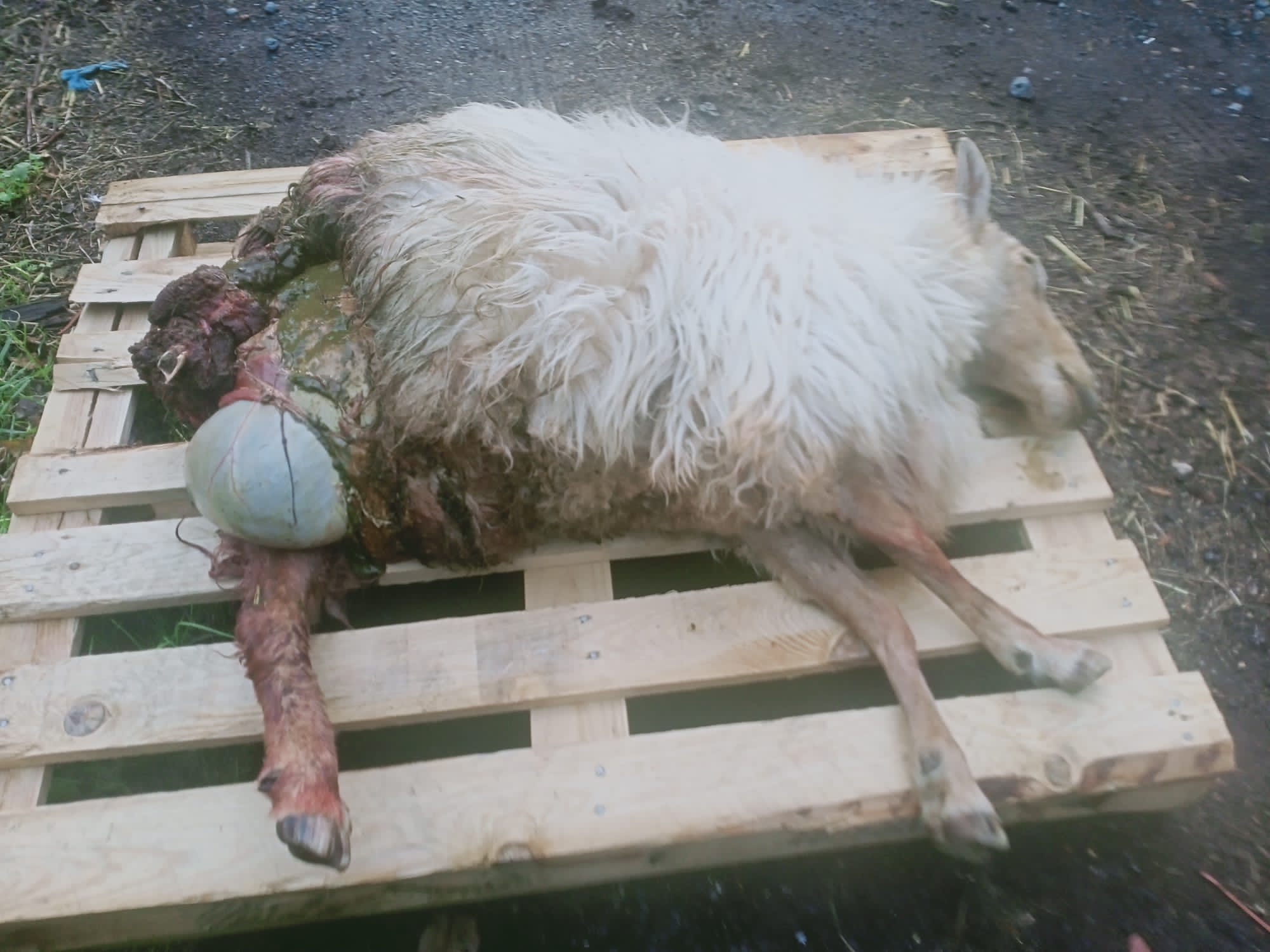 315818814 617002400221771 1939439098660319296 n