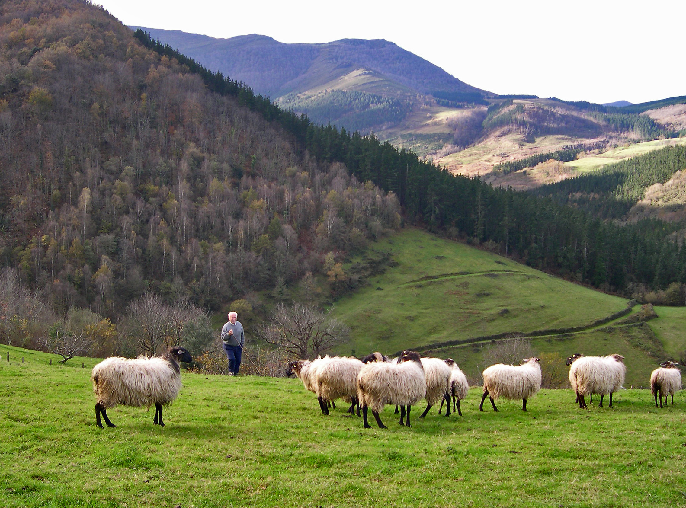 ENBA rechaza el cese de la directora de Montes por suponer un ataque a una política de promoción del uso ganadero y forestal de los montes