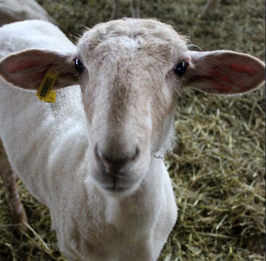 Asesoría jurídica y fiscal