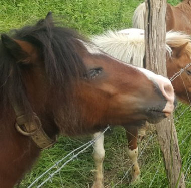 Convenios comerciales